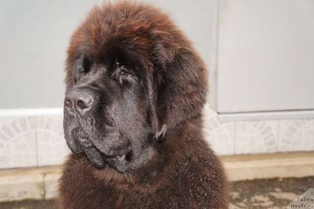 Фотография № 78127