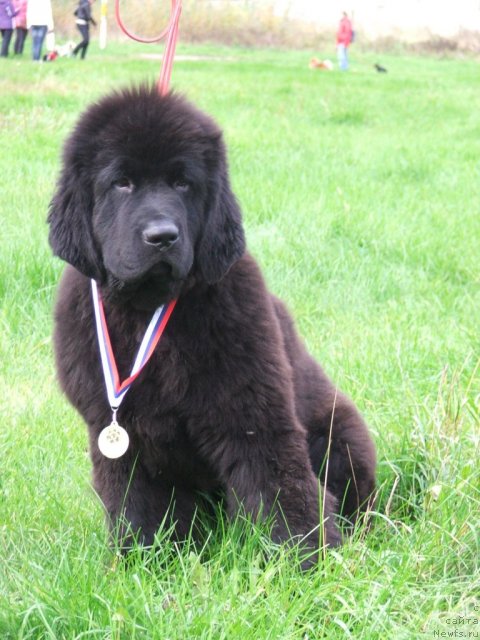 Фото: ньюфаундленд Плюшевая Панда Универсальный Мишка (Plushevaya Panda Universalnyj Mischka)