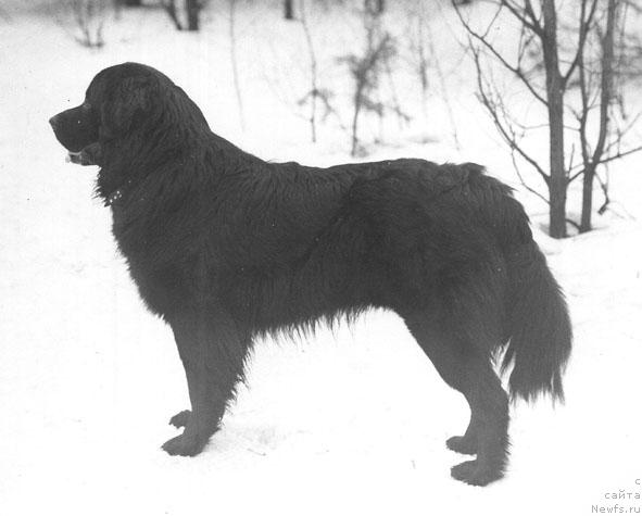 Фото: ньюфаундленд Зурай Дарджи Бей