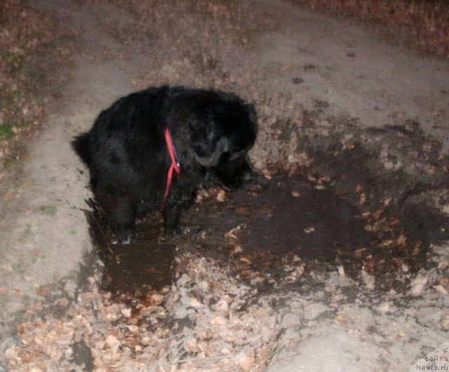 Фото: ньюфаундленд Фиаметтахауз Нусакан