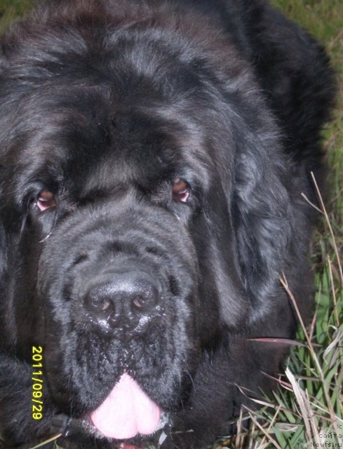 Фото: ньюфаундленд Арх Бьюти Одри Вольная Птица