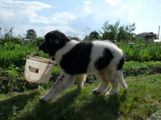 Фотография № 78145