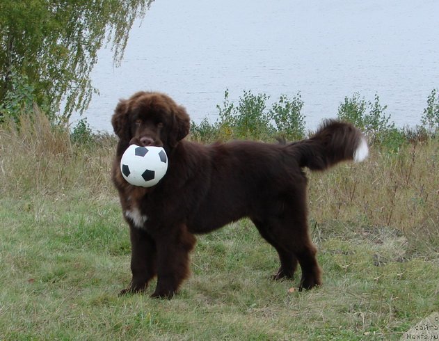 Фото: ньюфаундленд Обуш Шед Янтарный Поцелуй