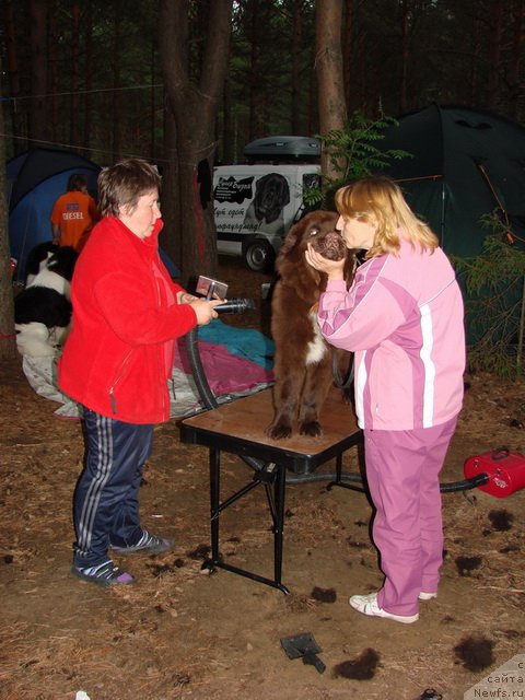 Фото: ньюфаундленд Обуш Шед Янтарный Поцелуй, Вера Гнитеева, Светлана Панченко