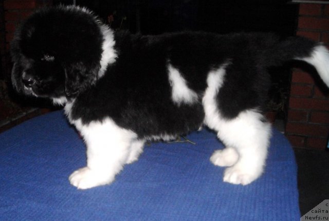 Фото: ньюфаундленд Фиаметтахауз  Онли  Ю