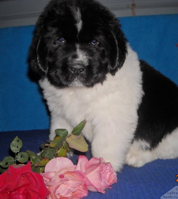 Фото: ньюфаундленд Фиаметтахауз  Орхидея Любви