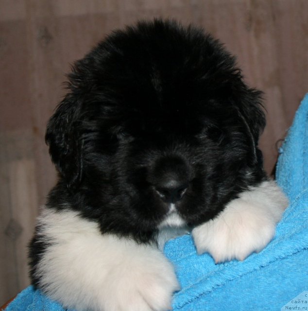 Фото: ньюфаундленд Фиаметтахауз  Онли  Ю