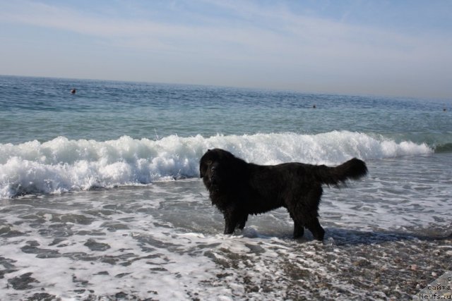 Фото: ньюфаундленд Бенджамин Франклин