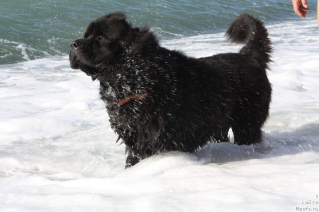 Фото: ньюфаундленд Бенджамин Франклин