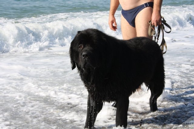 Фото: ньюфаундленд Бенджамин Франклин