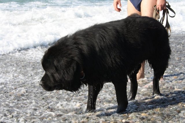 Фото: ньюфаундленд Бенджамин Франклин