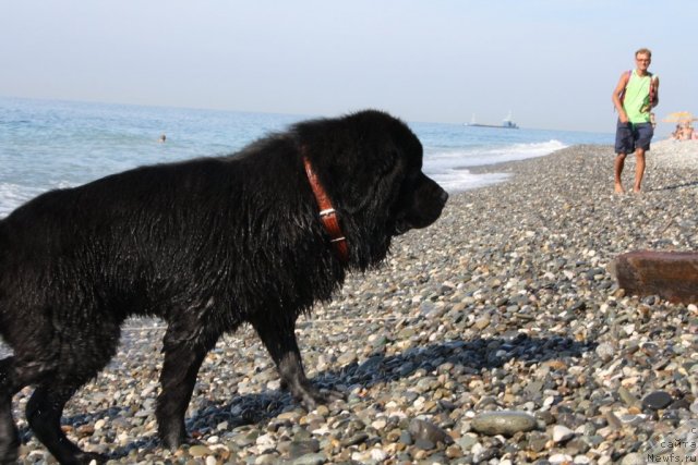 Фото: ньюфаундленд Бенджамин Франклин