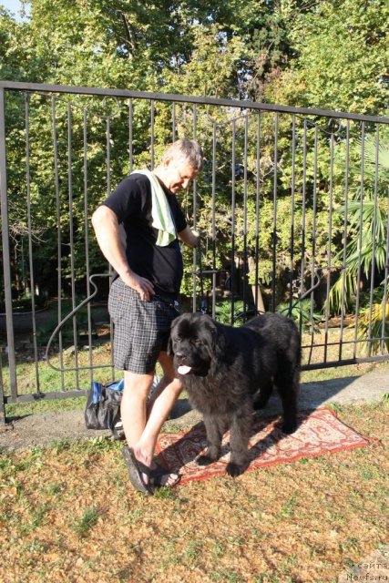 Фото: ньюфаундленд Бенджамин Франклин