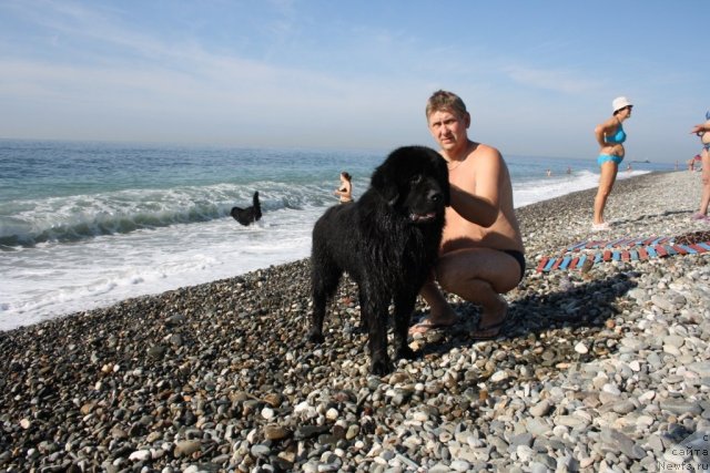 Фото: ньюфаундленд Бенджамин Франклин