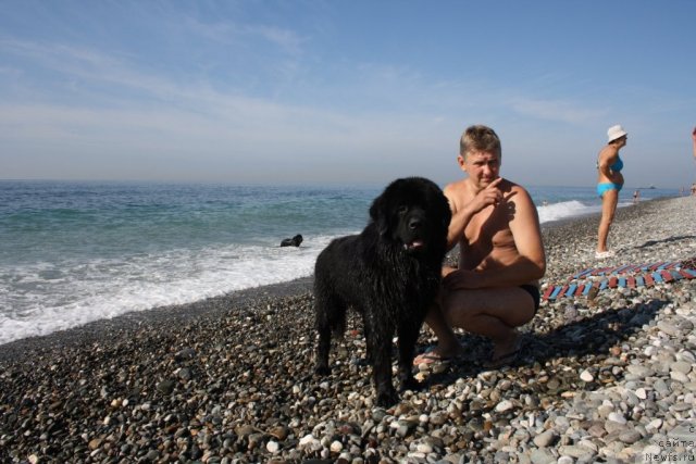 Фото: ньюфаундленд Бенджамин Франклин