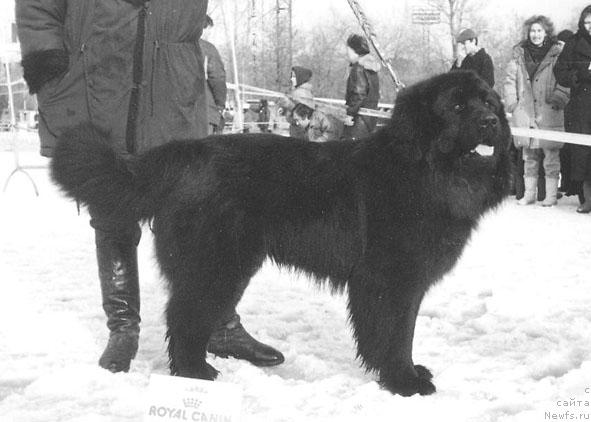 Фото: ньюфаундленд Нор Бренди Патри