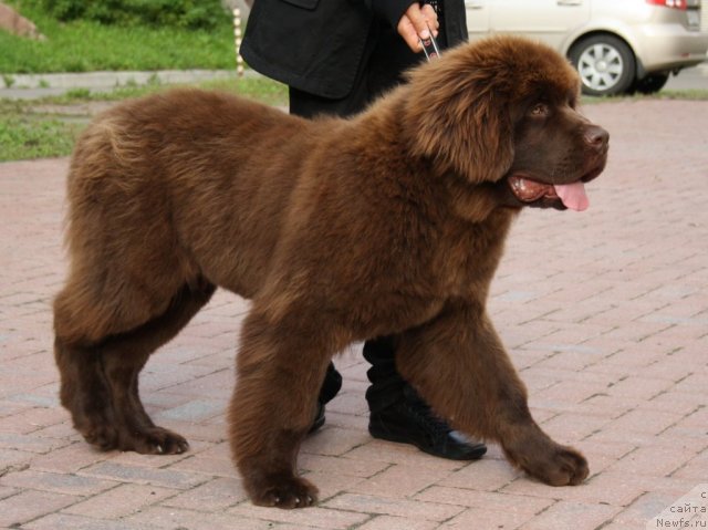 Фото: ньюфаундленд Акватория Келвин Ройал Тедди Беар (Aquatoriya Kelvin Royal Teddy Bear)