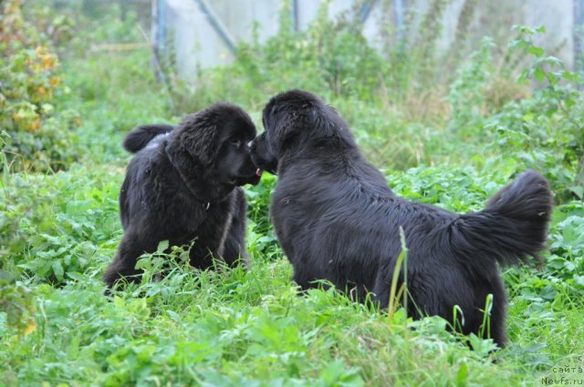 Фотография № 78174