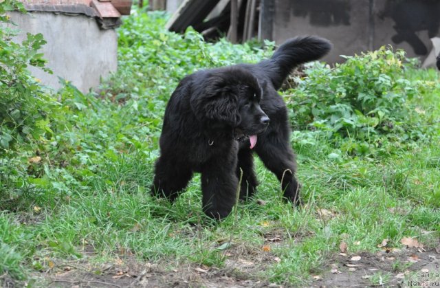Фото: ньюфаундленд Бегущая по Волнам Дансинг Квин (Beguschaya po Volnam Dancing Queen)