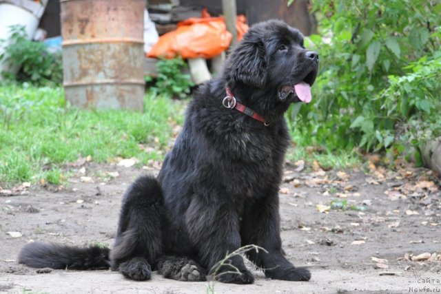 Фото: ньюфаундленд Бегущая по Волнам Дансинг Квин (Beguschaya po Volnam Dancing Queen)