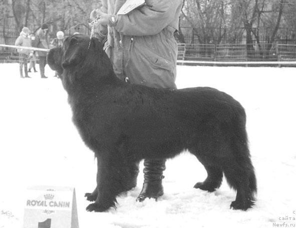 Фото: ньюфаундленд Ай Сента Глес Бей