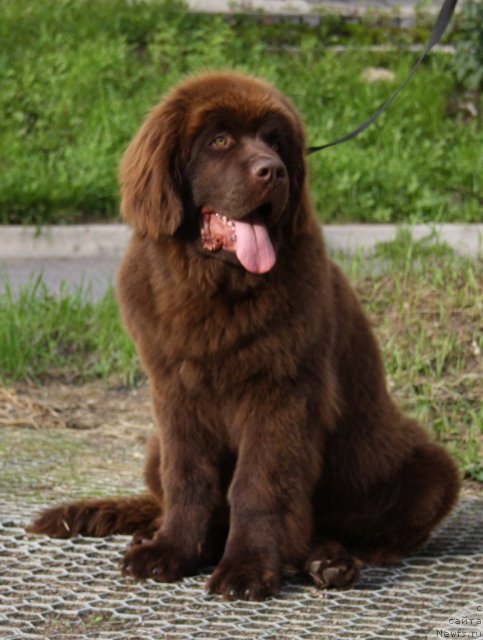 Фото: ньюфаундленд Акватория Келвин Ройал Тедди Беар (Aquatoriya Kelvin Royal Teddy Bear)