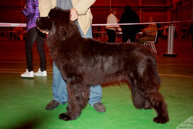 Фото: ньюфаундленд Ньюфорт Бай'ю Тиана