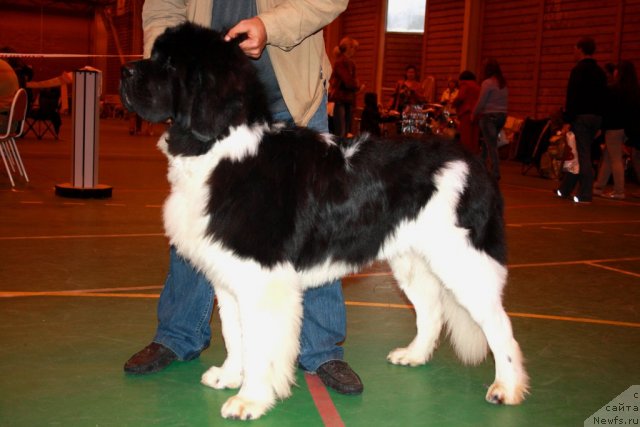 Фото: ньюфаундленд Супер Премиум Ему Нет Равных