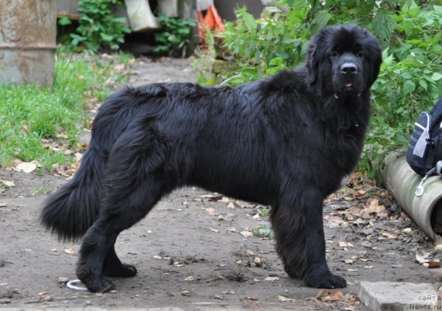 Фото: ньюфаундленд Акватория Келвин Онли Лав (Aquatoriya Kelvin Only Love)