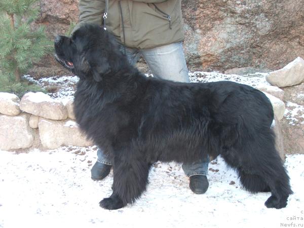 Фото: ньюфаундленд Плюшевая Панда Алекс Шоу (Plushevaya Panda Alex Show)