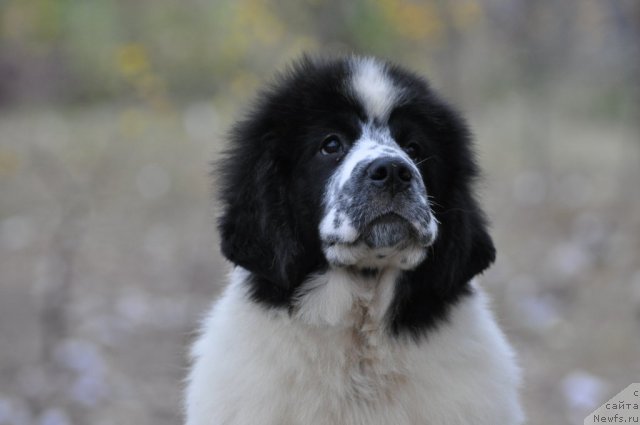 Фото: ньюфаундленд Флюфи Аваланч Сатисфастион оф Май Амбитионс (Fluffy Avalanche Satisfaction of My Ambitions)