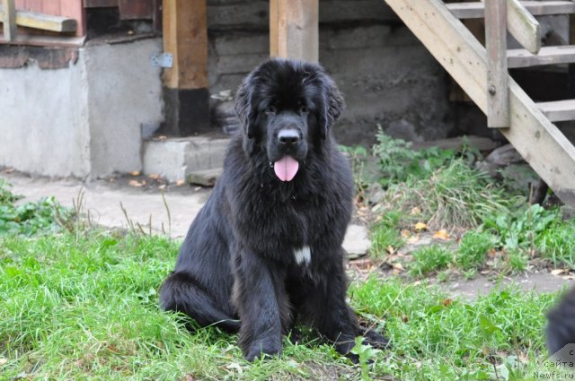 Фото: ньюфаундленд Акватория Келвин Онли Лав (Aquatoriya Kelvin Only Love)