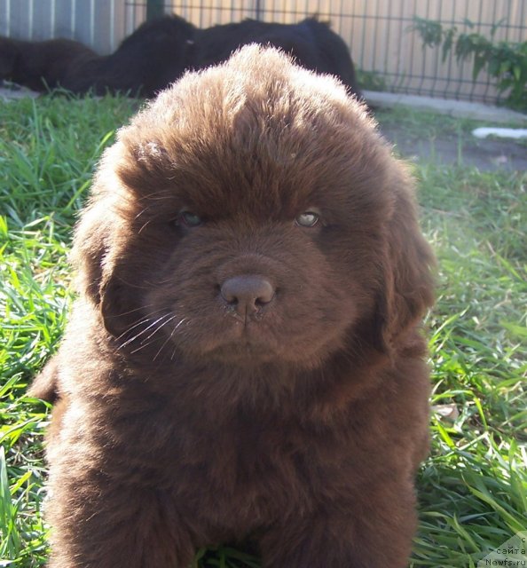 Фото: щенки, ньюфаундленд Акватория Келвин Звездная Королева (Aquatoriya Kelvin Zvezdnaya Koroleva)