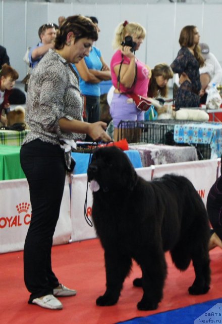 Фото: ньюфаундленд Акватория Келвин Оут оф зе Блю (Aquatoriya Kelvin Out of The Blue)