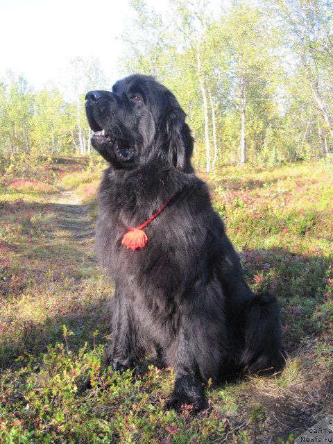 Фотография № 78206