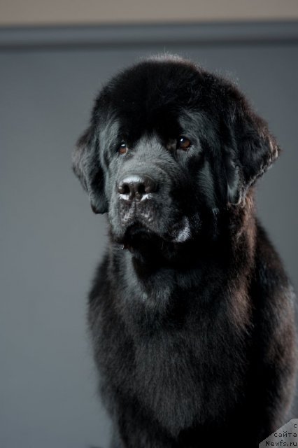 Фото: ньюфаундленд Ай Лав Рич (Ai Love Rich)