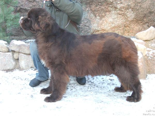 Фото: ньюфаундленд Newf Mermaid Feodosiya
