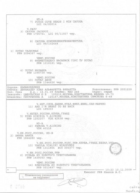 Фото: ньюфаундленд Дюрбахлер Клаб Альфаретта Виньетта