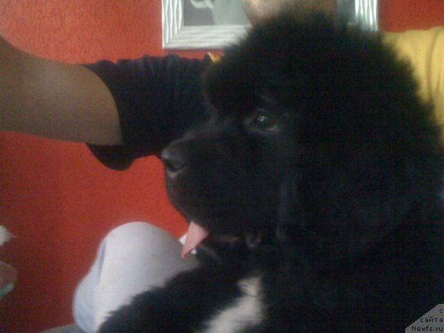 Фото: ньюфаундленд Love Me Tender Midnight Bear