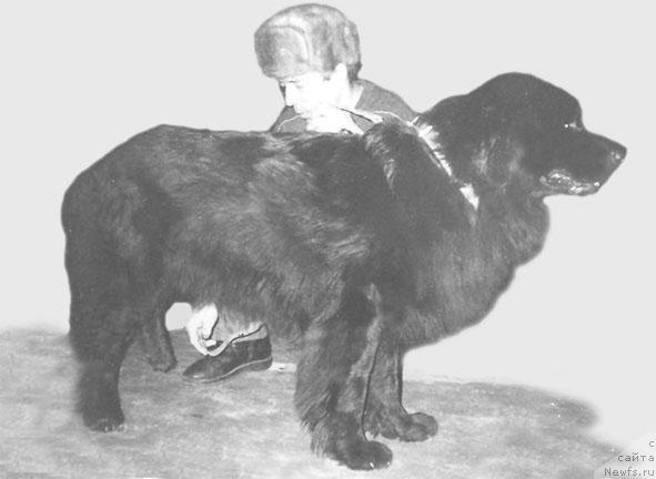 Фото: ньюфаундленд Nyarfasvolgy Brutus