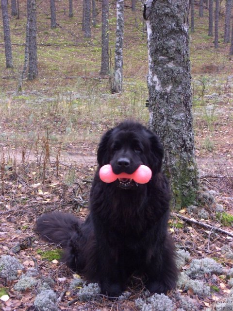 Фото: ньюфаундленд Лесная Сказка Лунная Соната