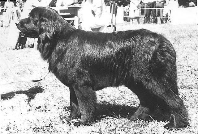 Фото: ньюфаундленд Брентер Вирга