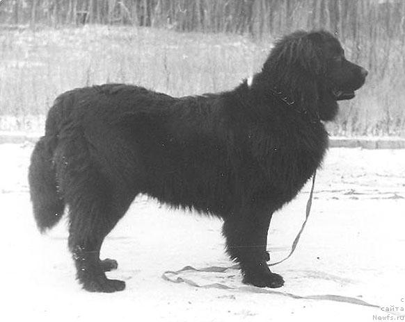 Фото: ньюфаундленд Сейкун Жеро