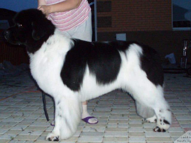 Фото: ньюфаундленд The Waves Sons Excellent Friends