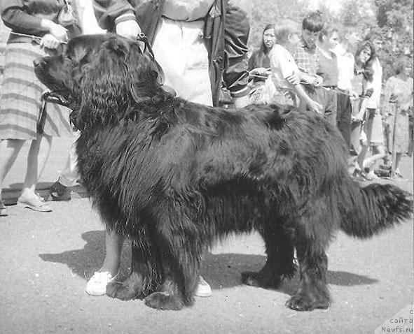 Фото: ньюфаундленд София Ивлор