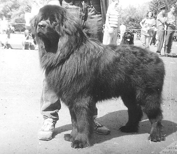 Фото: ньюфаундленд Оксфорд Норро оф Лайф Сейвер