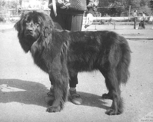 Фото: ньюфаундленд Ориетта Норро оф Лайф Сейвер