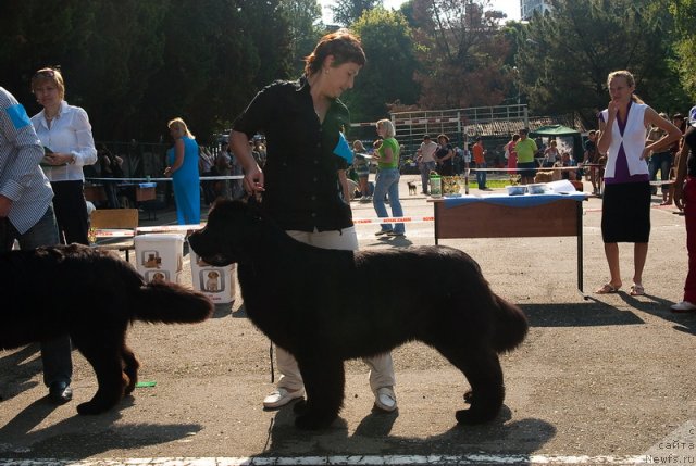 Фото: ньюфаундленд Акватория Келвин Инспирит Лайф (Aquatoriya Kelvin Inspirit Life)