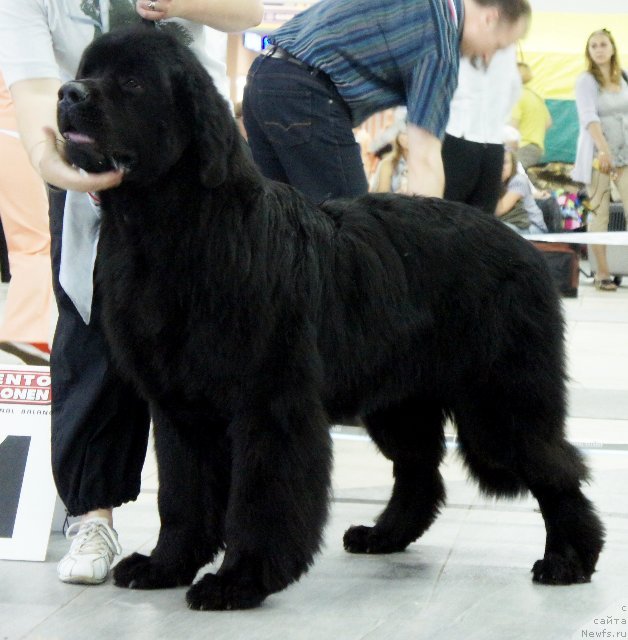 Фото: ньюфаундленд Дар Свезы Юстас Сагиттариус (Dar Svezy Ustas Sagittarius), Дарья Власова