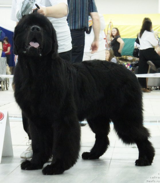 Фото: ньюфаундленд Дар Свезы Юстас Сагиттариус (Dar Svezy Ustas Sagittarius), Дарья Власова